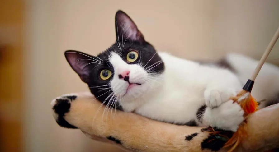 Ripartenza senza stress per il cane e il gatto
